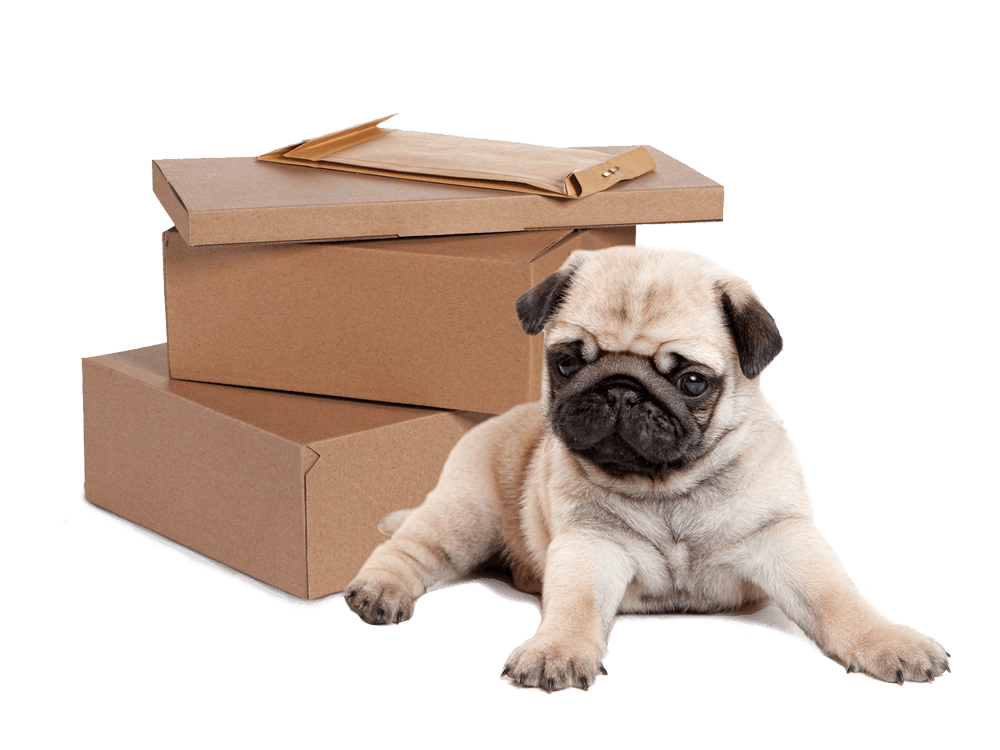 Pug_parcel_flats