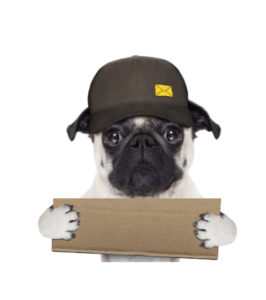 pug w box